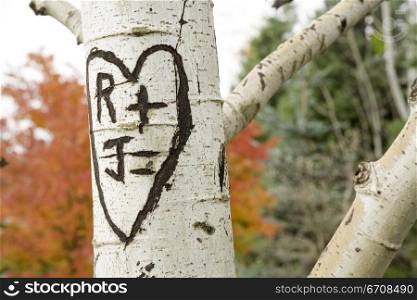 Close-up of a heart shape carved on a tree trunk