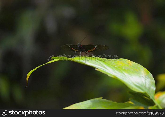 Close-up of a Heliconius butterfly on a leaf