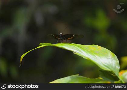 Close-up of a Heliconius butterfly on a leaf