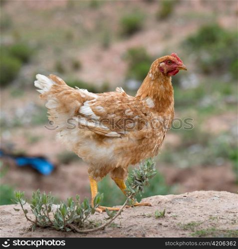 Close-up of a hen in a field, Sacred Valley, Cusco Region, Peru