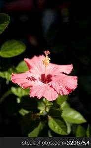 Close-up of a hibiscus flower (Hibiscus Rosa-sinensis), Washington DC, USA