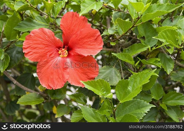 Close-up of a Hibiscus flower in a botanical garden, Hawaii Tropical Botanical Garden, Hilo, Big Island, Hawaii Islands, USA