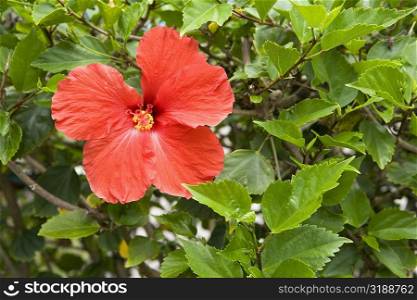 Close-up of a Hibiscus flower in a botanical garden, Hawaii Tropical Botanical Garden, Hilo, Big Island, Hawaii Islands, USA