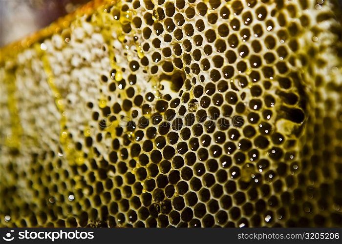 Close-up of a honeycomb, Zacatecas State, Mexico