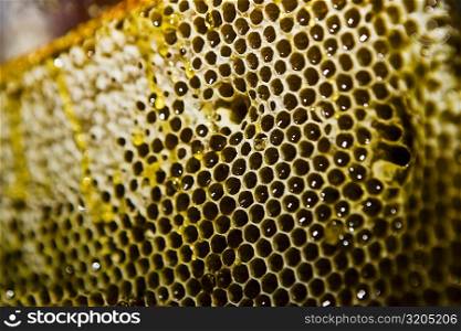 Close-up of a honeycomb, Zacatecas State, Mexico