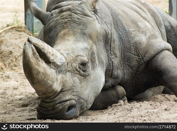 Close up of a Hook-lipped Rhinoceros (Diceros bicornis) relaxing on the ground