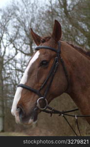 Close up of a horse.