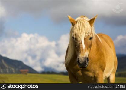 Close up of a horse grazing on a sunny day