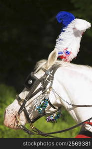 Close-up of a horse head