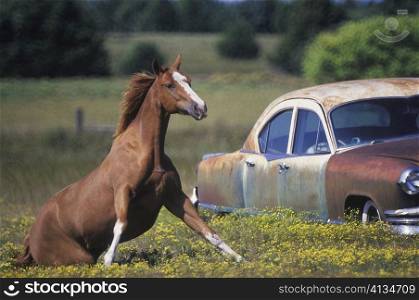 Close-up of a horse running near a car on a field