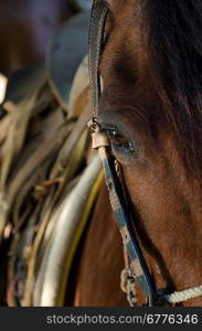 Close-up of a horse, Sayulita, Nayarit, Mexico