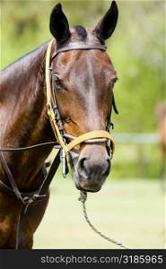 Close-up of a horse wearing a bridle