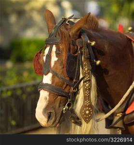 Close-up of a horse with reins, Havana, Cuba