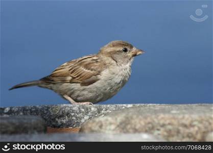 Close-up of a house sparrow (Passer domesticus)