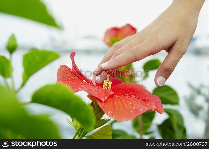 Close-up of a human hand touching a flower