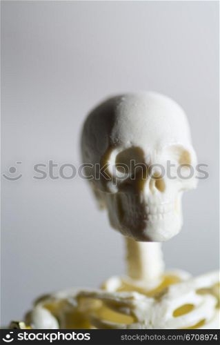 Close-up of a human skeleton