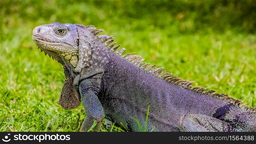 Close up of a Iguana, Harmless reptile, selective focus of a Lizard