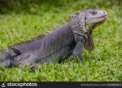 Close up of a Iguana, Harmless reptile, selective focus of a Lizard