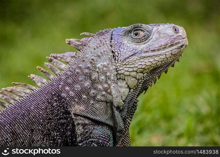Close up of a Iguana on grass, Harmless reptile, selective focus of a Lizard