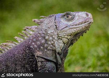 Close up of a Iguana on grass, Harmless reptile, selective focus of a Lizard