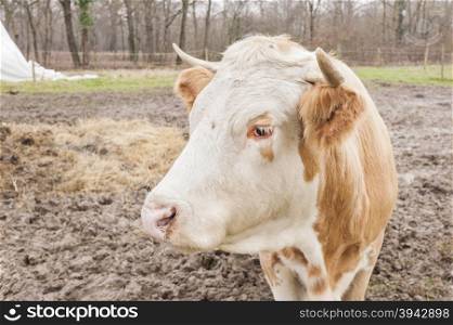 Close up of a Italian dairy cow
