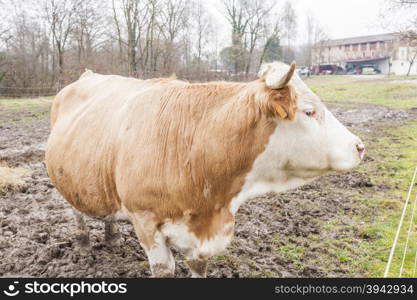 Close up of a Italian dairy cow