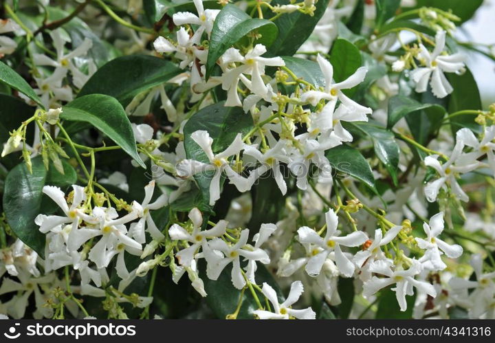 close up of a jasmin flower in the morning