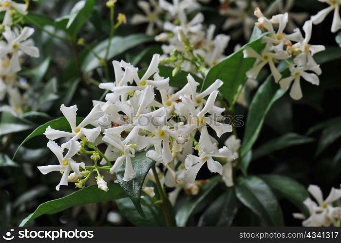 close up of a jasmin flower on a dark background in the morning