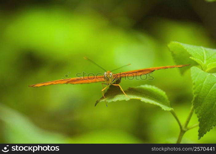 Close-up of a Julia butterfly (Dryas julia) on a leaf