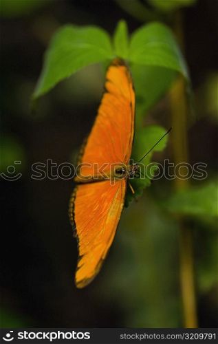Close-up of a Julia butterfly (Dryas julia) on a leaf