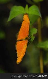 Close-up of a Julia butterfly (Dryas julia) on a leaf