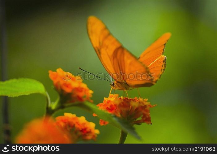 Close-up of a Julia butterfly (Dryas julia) pollinating a flower