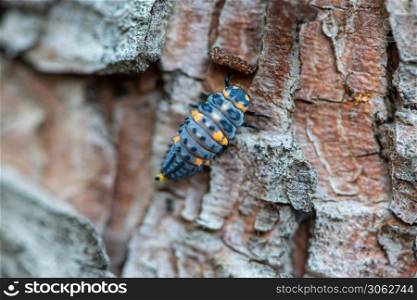Close-up of a ladybird larvae on a tree. Shallow depth of field.