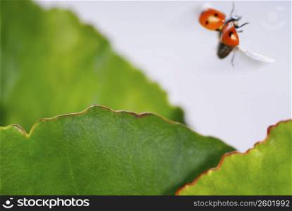 Close-up of a ladybug flying over leaves