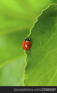 Close-up of a ladybug on a leaf