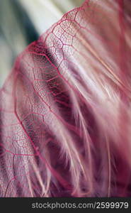 Close-up of a leaf