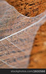 Close-up of a leaf