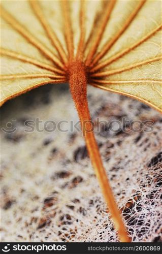 Close-up of a leaf