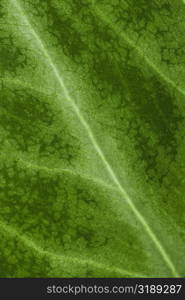 Close-up of a leaf