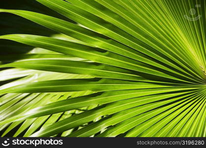 Close-up of a leaf