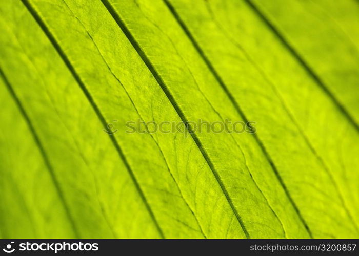 Close-up of a leaf