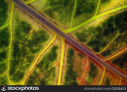 Close-up of a leaf