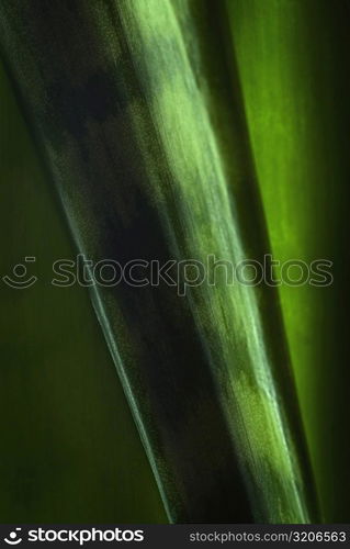 Close-up of a leaf