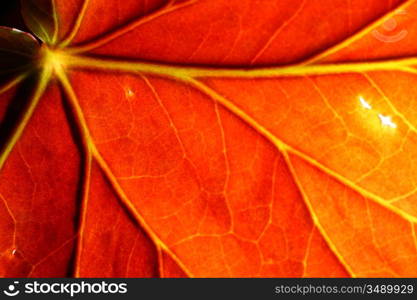 Close up of a leaf