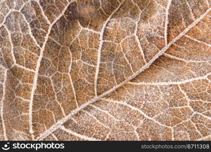 Close up of a leaf