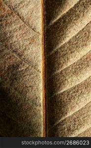 Close up of a leaf, gloden brown in autumn. Seasonal macro studio crop shot
