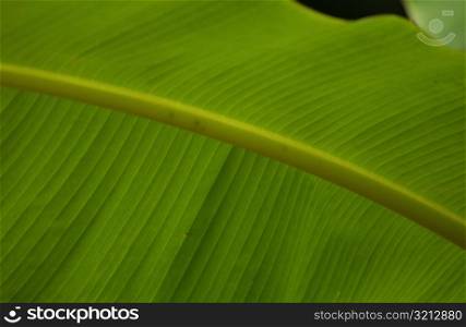 Close-up of a leaf, Moorea, Tahiti, French Polynesia, South Pacific