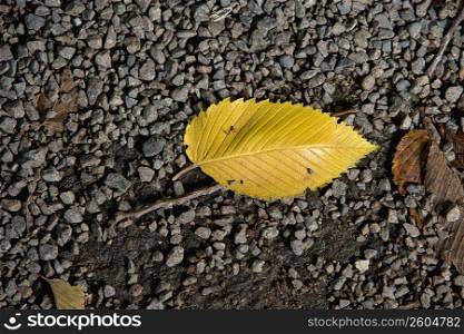 Close-up of a leaf on a concrete surface