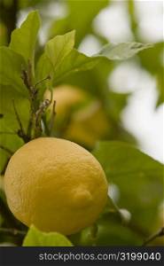 Close-up of a lemon, Cinque Terre National Park, La Spezia, Liguria, Italy