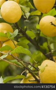 Close-up of a lemon tree, Cinque Terre National Park, La Spezia, Liguria, Italy